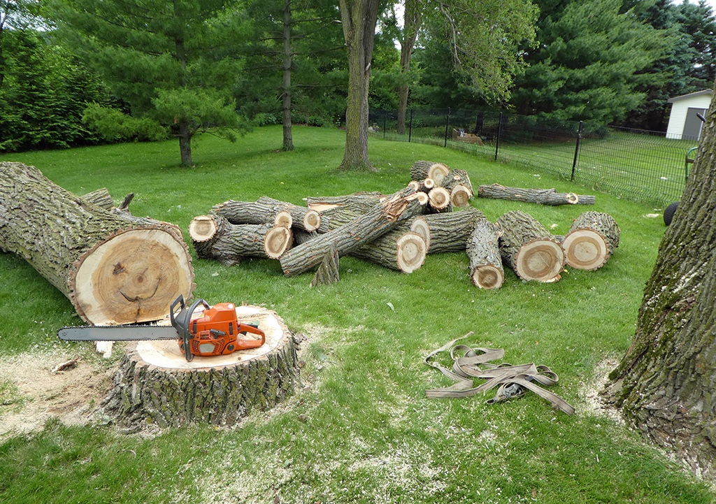 Stump Removal Services in Tualatin: The Benefits of Professional Care Image